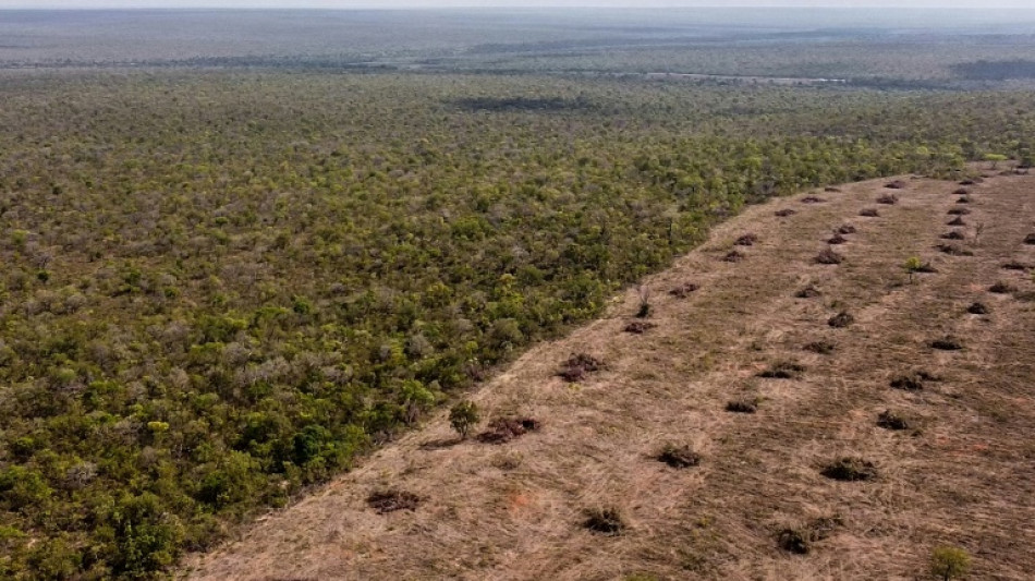 D&eacute;forestation ill&eacute;gale au Br&eacute;sil : Zara et H&M vis&eacute;s par une ONG britannique