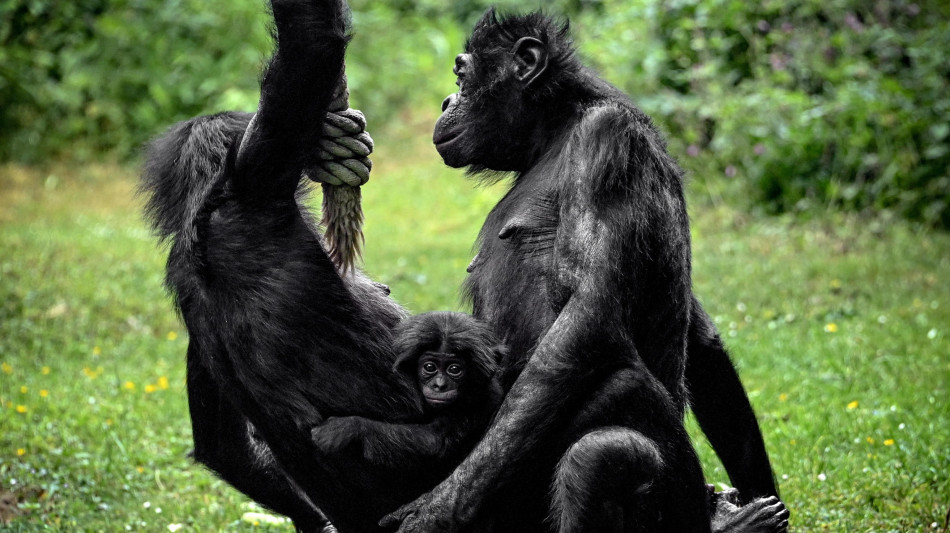 Lo Zoo di Wuppertal saluta il bonobo più vecchio del mondo