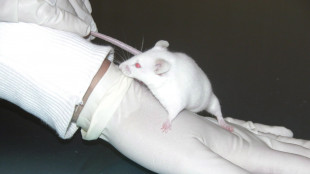 Terapia cellulare di nuova generazione contro i tumori solidi nei topi