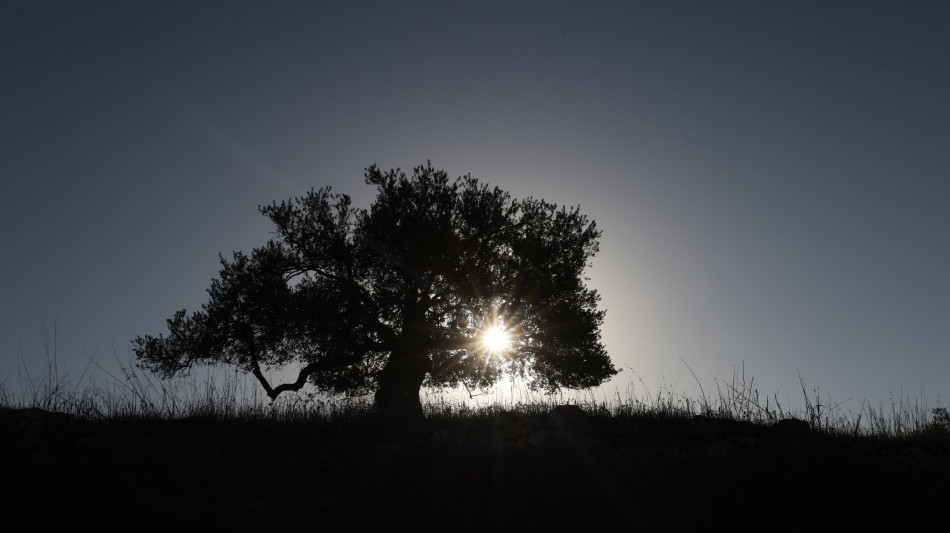 La Pietra, il Piano Olivicolo Nazionale favorir&agrave; il rilancio del comparto