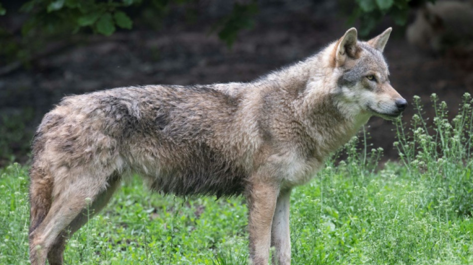 Wolf protection downgrade gets green light in EU