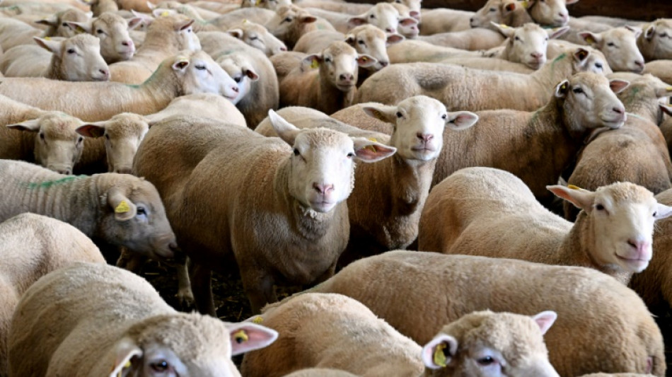 Flamb&eacute;e de la fi&egrave;vre catarrhale ovine en France, 190 foyers confirm&eacute;s