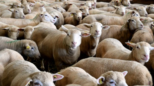 Flamb&eacute;e de la fi&egrave;vre catarrhale ovine en France, 190 foyers confirm&eacute;s