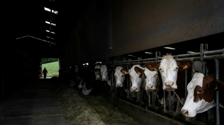 Dermatose: un troupeau abattu dans le Doubs malgr&eacute; une mobilisation