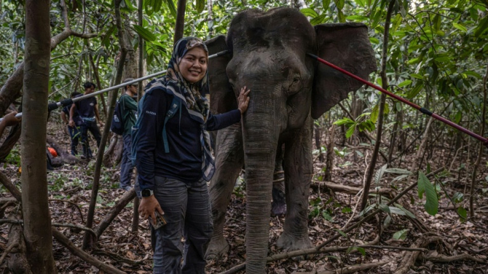 La mujer que susurra a los elefantes intenta salvarlos de la extinci&oacute;n en Borneo