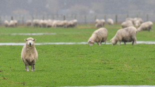 Autofahrer prallt in Baden-W&uuml;rttemberg in Schafherde - zwei Tiere tot