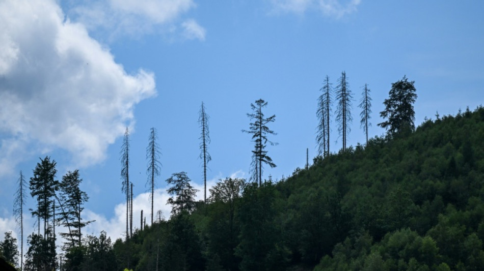 Zustand der Wälder in Deutschland weiter schlecht: Nur jeder fünfte Baum gesund