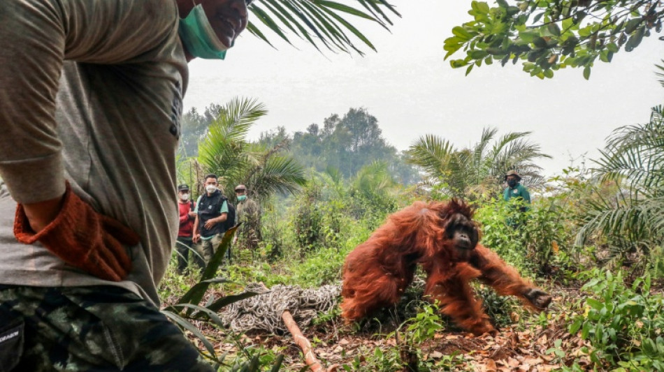 Dozens of orangutans saved from Indonesia blazes as region grapples with haze