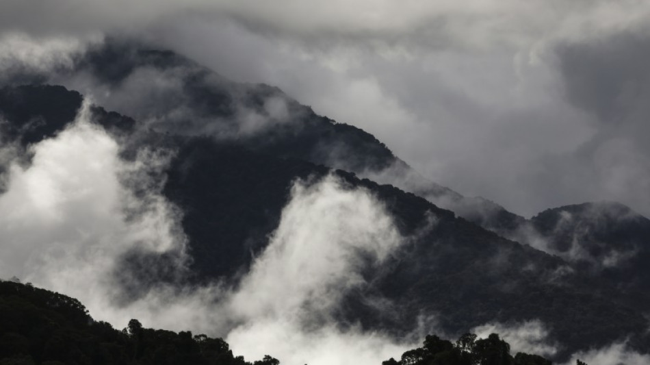 Australian rainforests no longer a carbon sink: study