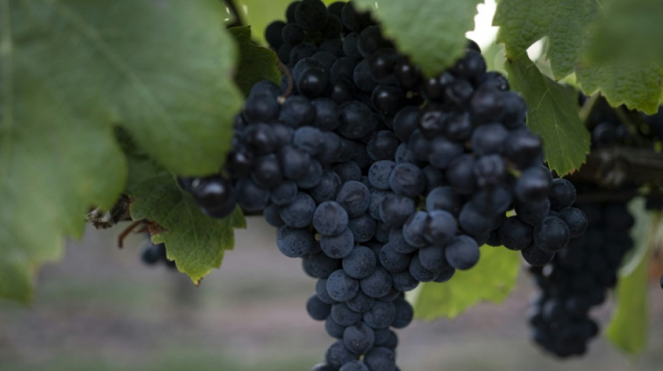 Le Tannat, ce c&eacute;page qui a plac&eacute; l'Uruguay sur la carte mondiale du vin