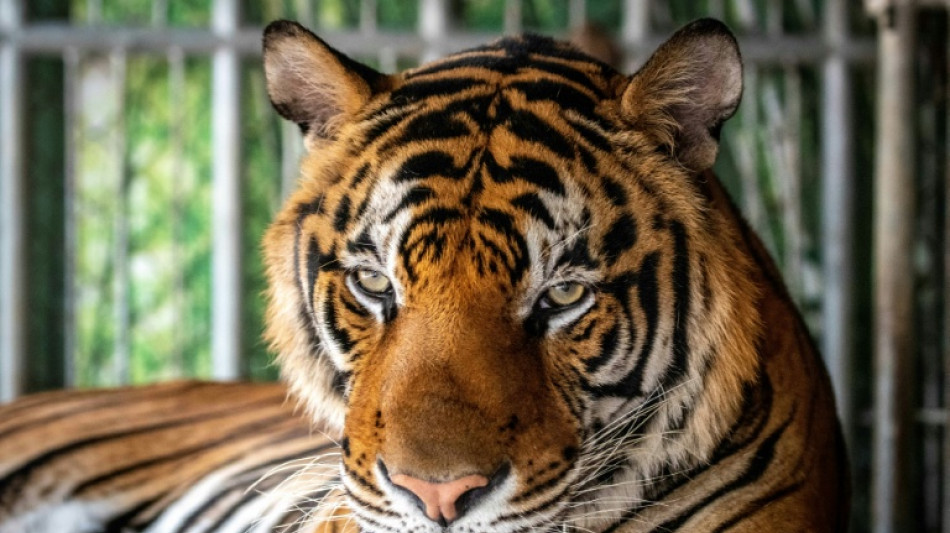 Un virus mata a 72 tigres en un parque zool&oacute;gico en Tailandia