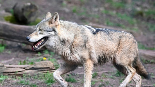 EU-Parlament stimmt über Schutzstatus des Wolfs und CO2-Grenzwerte für Autos ab