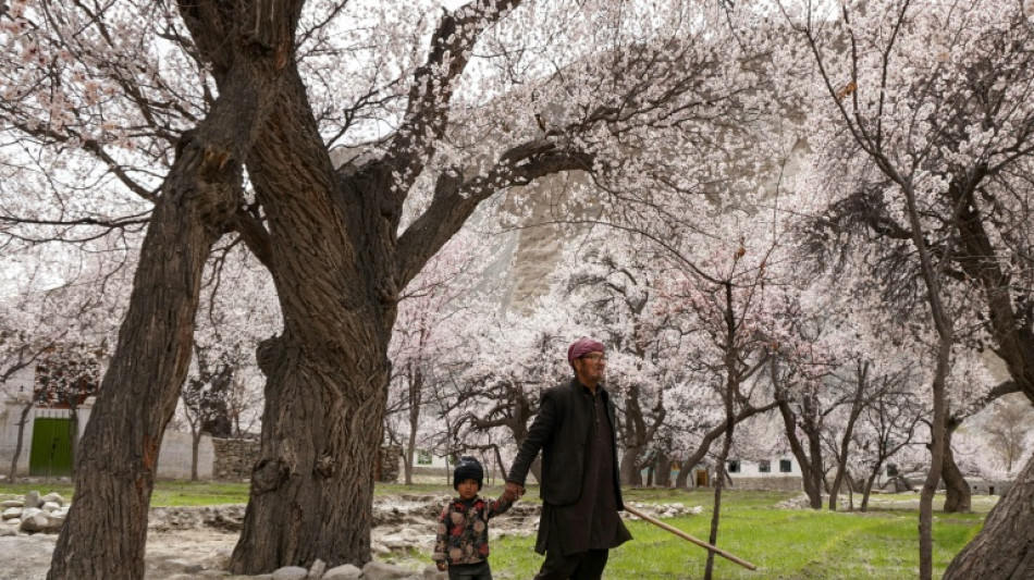 Dans le nord du Pakistan, afflux de touristes pour la floraison des arbres fruitiers