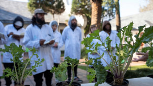 Una academia del cannabis apuesta por el desarrollo del sector en Sud&aacute;frica