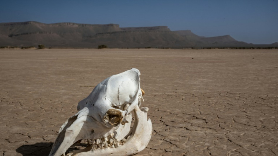 2022, l'ann&eacute;e la plus chaude au Maroc depuis 40 ans