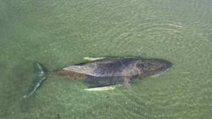 Vor Ostseek&uuml;ste gestrandeter Wal ist frei - aber Bangen um weiteres Schicksal