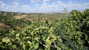 Tunisie: des "jardins suspendus" r&eacute;sistent &agrave; la s&eacute;cheresse