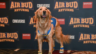 Who's a good boy? AI can't replace doggie actors, director says