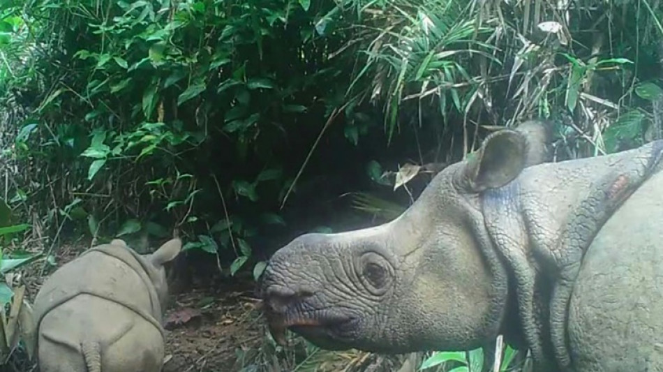 Indon&eacute;sie: le rhinoc&eacute;ros de Java en tr&egrave;s grand danger apr&egrave;s une vague de braconnage