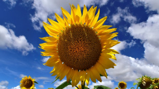 Retarder la transition agricole, une mauvaise r&eacute;ponse &agrave; la s&eacute;curit&eacute; alimentaire ?