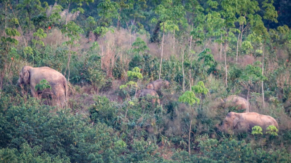 Thailand uses contraceptive vaccine to limit wild elephant births