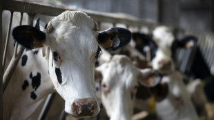 Les &eacute;leveurs du Sud-Ouest inquiets face &agrave; la maladie h&eacute;morragique &eacute;pizootique