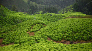 Colombie: record historique de production de coca&iuml;ne en 2023