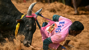 Risking death, Indians mess with the bull at annual festival