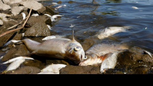 Lemke: Polen muss Einleitung von salzhaltigem Wasser in die Oder reduzieren