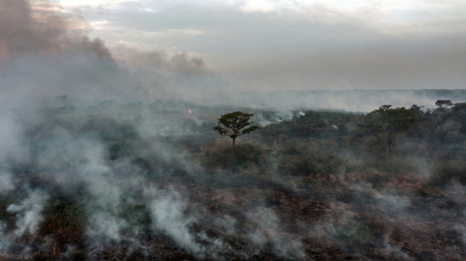 Deforestation in Brazilian Amazon fell 66% in August