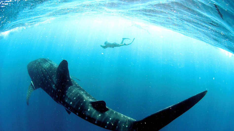 L'80% degli squali balene ha tagli e cicatrici dovute al turismo