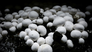 Bio ou innovant, le champignon origine France se r&eacute;invente