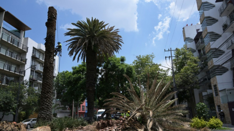 Climate change, pests threaten Mexico City's iconic palms
