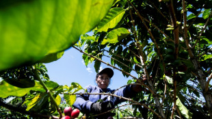 Am&eacute;rique centrale: l'exode migratoire entra&icirc;ne une p&eacute;nurie de main-d'&oelig;uvre chez les caf&eacute;iculteurs