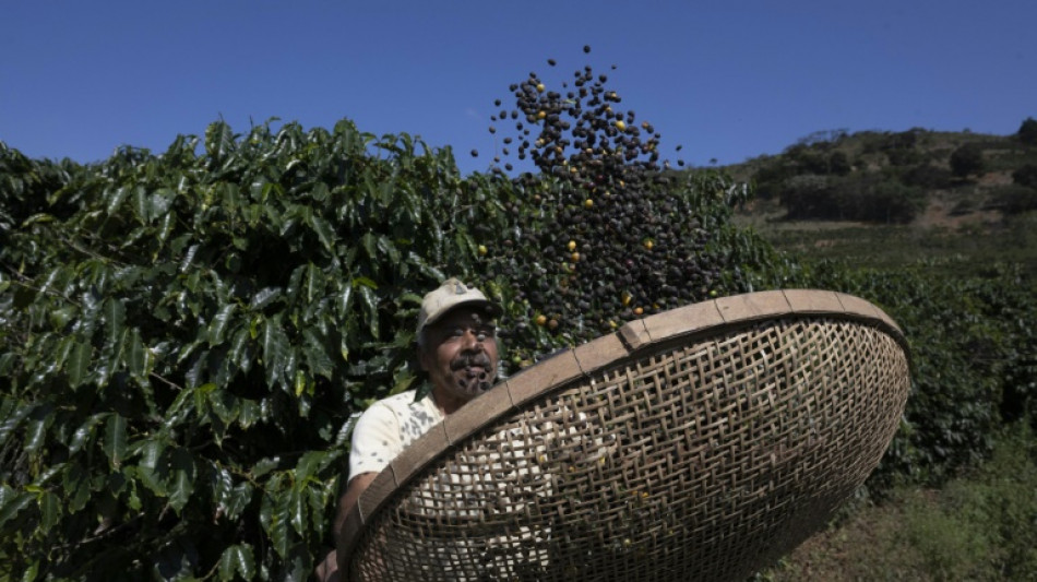 Trump reduz tarifas sobre carne bovina, tomates, bananas e caf&eacute;