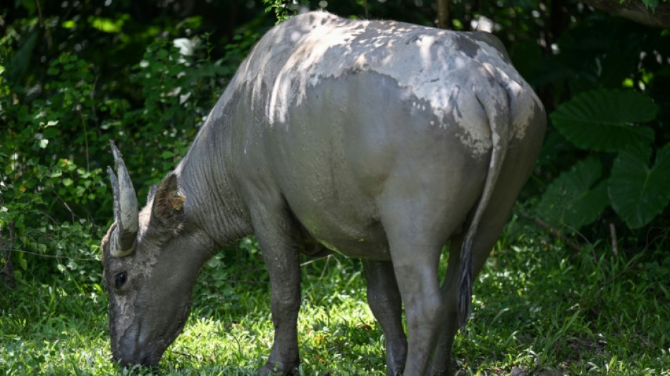 Environnement: &agrave; Hong Kong, les animaux sauvages ing&egrave;rent des mati&egrave;res plastiques