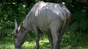 Environnement: &agrave; Hong Kong, les animaux sauvages ing&egrave;rent des mati&egrave;res plastiques