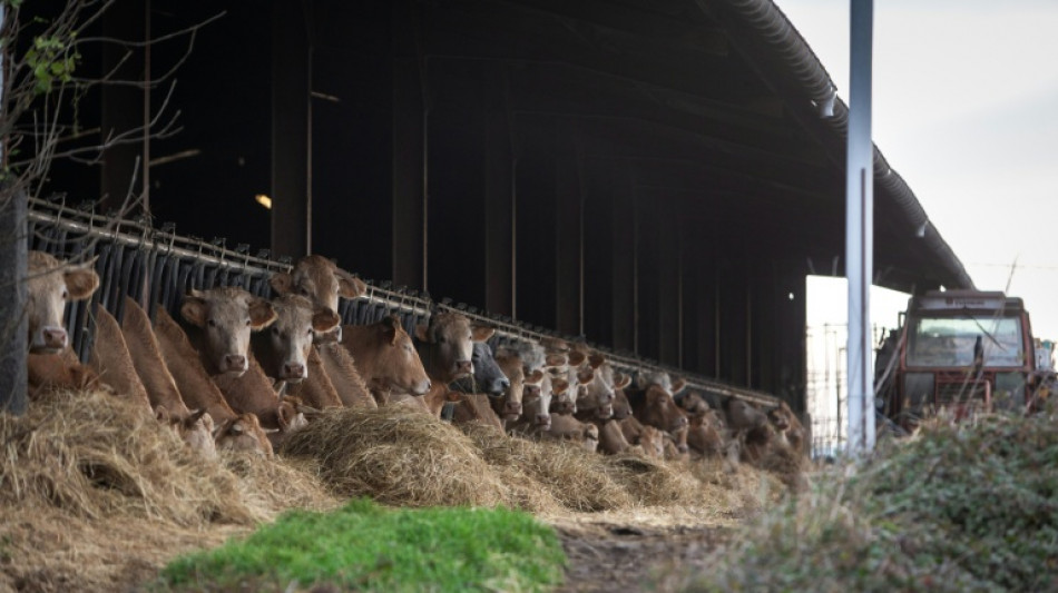 Dermatose: les syndicats proposent un protocole exp&eacute;rimental, nouveau cas dans les Hautes-Pyr&eacute;n&eacute;es