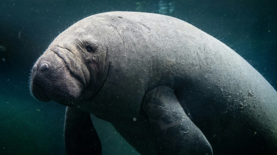 Ambientalistas advertem para risco de extinção de peixes-bois na Guatemala