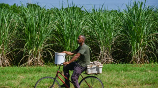 Cuba: faute de main d'oeuvre, le secteur sucrier fait appel &agrave; des prisonniers