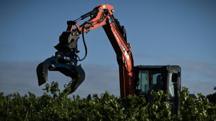 Entre "peste et chol&eacute;ra", Bordeaux se r&eacute;signe &agrave; arracher ses vignes