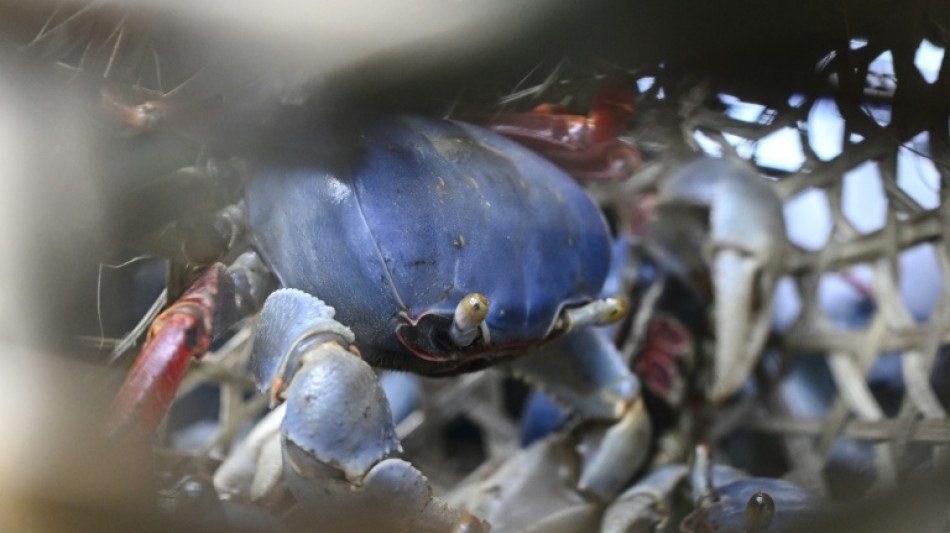 Bericht: Invasive Arten breiten sich wegen Erderwärmung in Weltmeeren aus