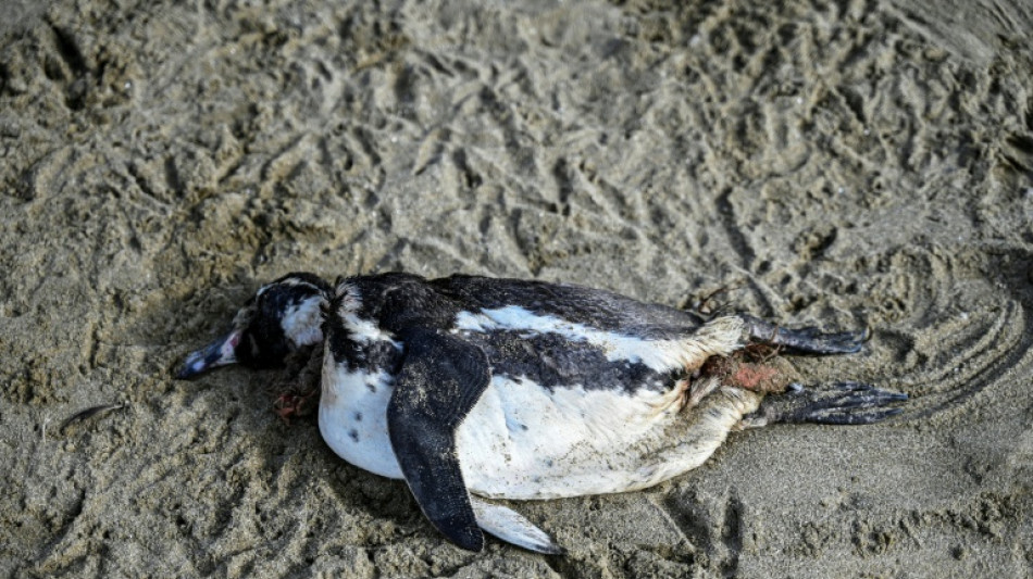 El pingüino de Humboldt, "en peligro" en Chile, según un nuevo informe