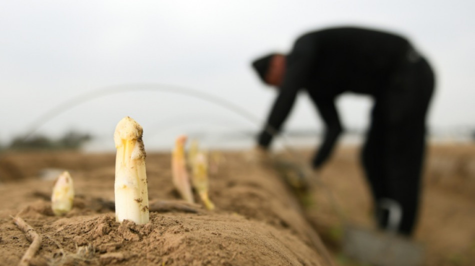 Debatte um Mindestlohn für Saisonarbeiter: Rainer zeigt sich offen für Ausnahmen