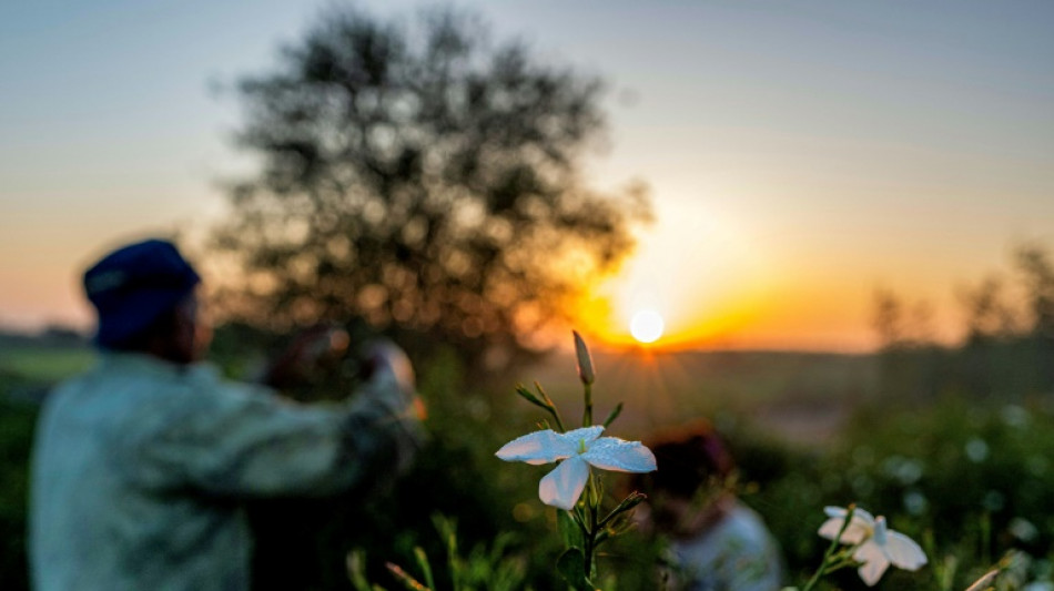 Essence de grands parfums, le jasmin égyptien se fane sous le réchauffement