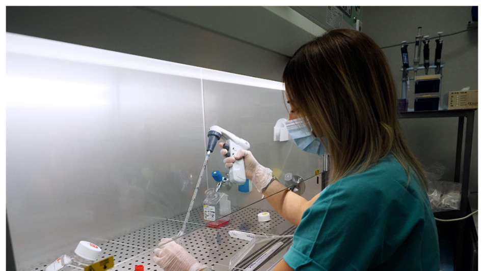 Da staminali la 'spugna' che ripulisce le articolazioni, allevia il dolore