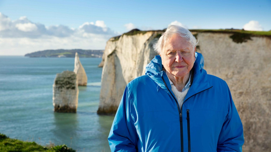 Una vespa cilena dedicata a Sir David Attenborough