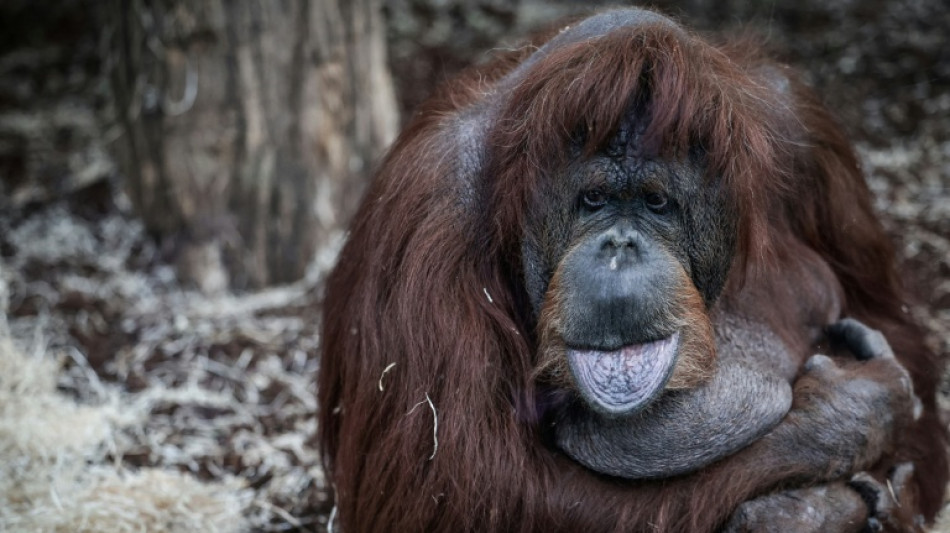 &Agrave; la m&eacute;nagerie du Jardin des Plantes, N&eacute;nette peut enfin prendre de la hauteur