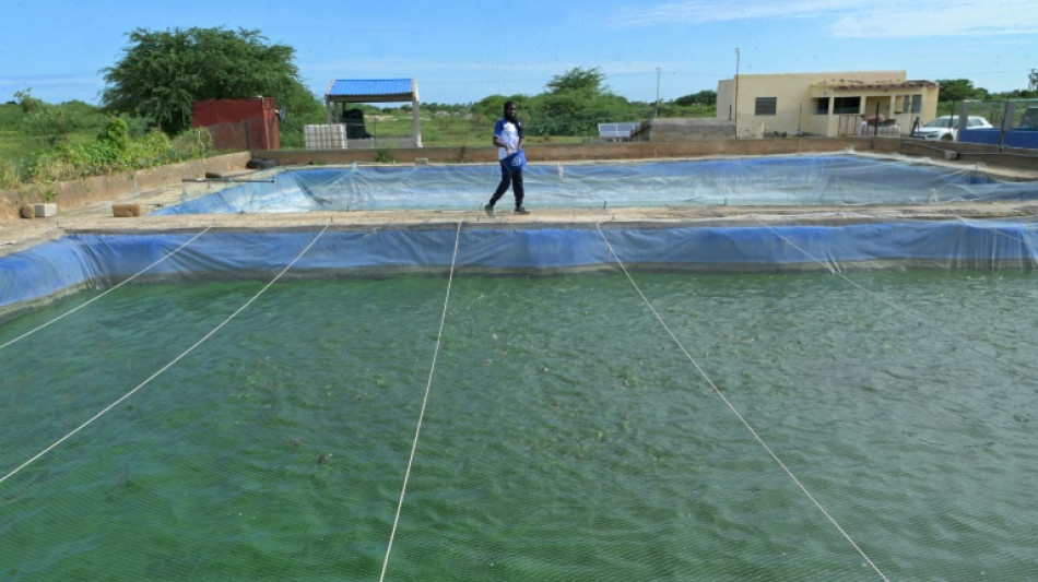 Au S&eacute;n&eacute;gal, l'aquaculture cherche son cap