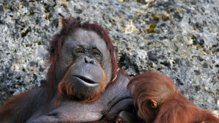 Vier Orang-Utans getürmt: Zoo in Frankfurt am Main vorübergehend geräumt